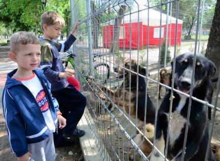 Câinii adăpostului "Grivei" vor fi sterilizaţi înainte de a fi daţi spre adopţie 